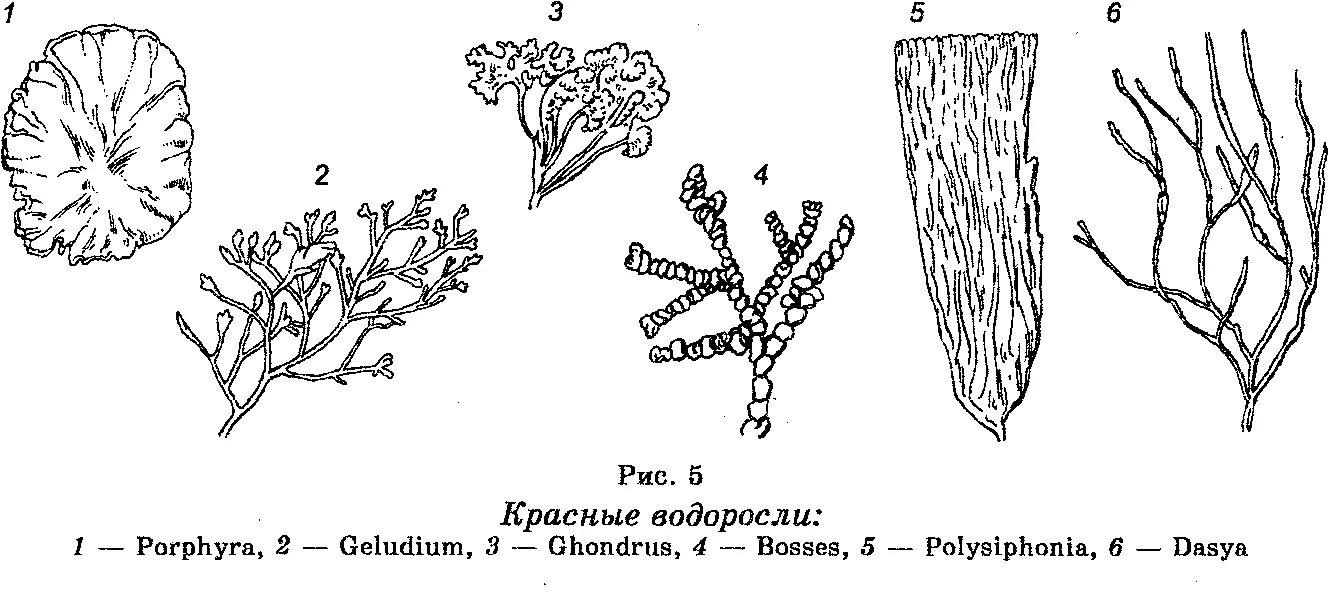 Красные водоросли клетки. Строение таллома красных водорослей. Красные водоросли строение рисунок. Красные водоросли порфира строение. Строение таллома порфиры.