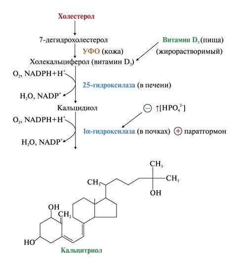 Схема синтеза кальцитриола из витамина д3. Схема синтеза гормона кальцитриола. Синтез кальцитриола биохимия схема. Строение, Биосинтез и механизм действия кальцитриола (витамина d3).. Синтез витаминов в коже