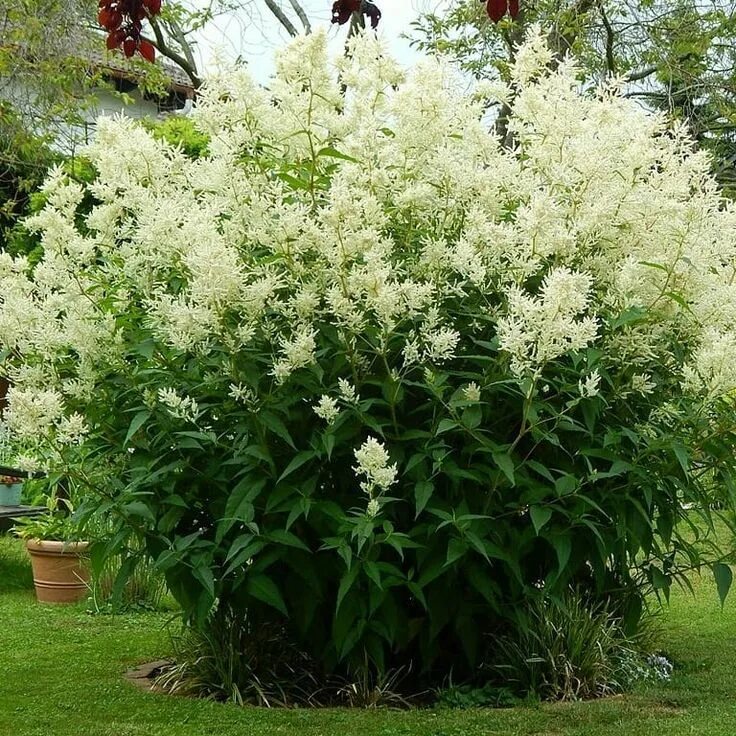 Горец изменчивый фото. Горец изменчивый. Растение Горец изменчивый. Горец цветок многолетний. Многолетник с метельчатым соцветием.