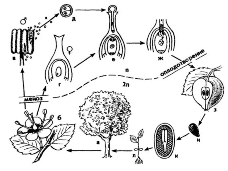 Образование зиготы у покрытосеменных. Цикл развития покрытосеменных схема. Жизненный цикл покрытосеменных схема. Жизненный цикл покрытосеменных растений схема. Цикл размножения покрытосеменных растений.