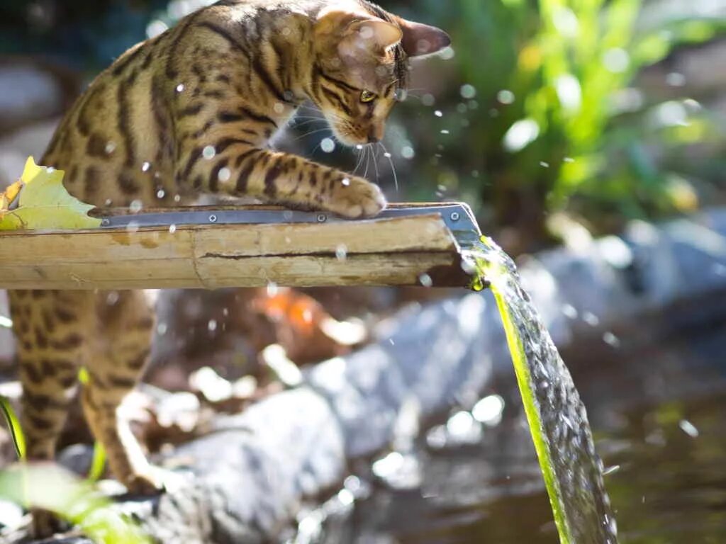 Почему котенок не пьет. Бенгальская кошка. Котик в воде. Кошаки в воде. Бенгальский кот на природе.