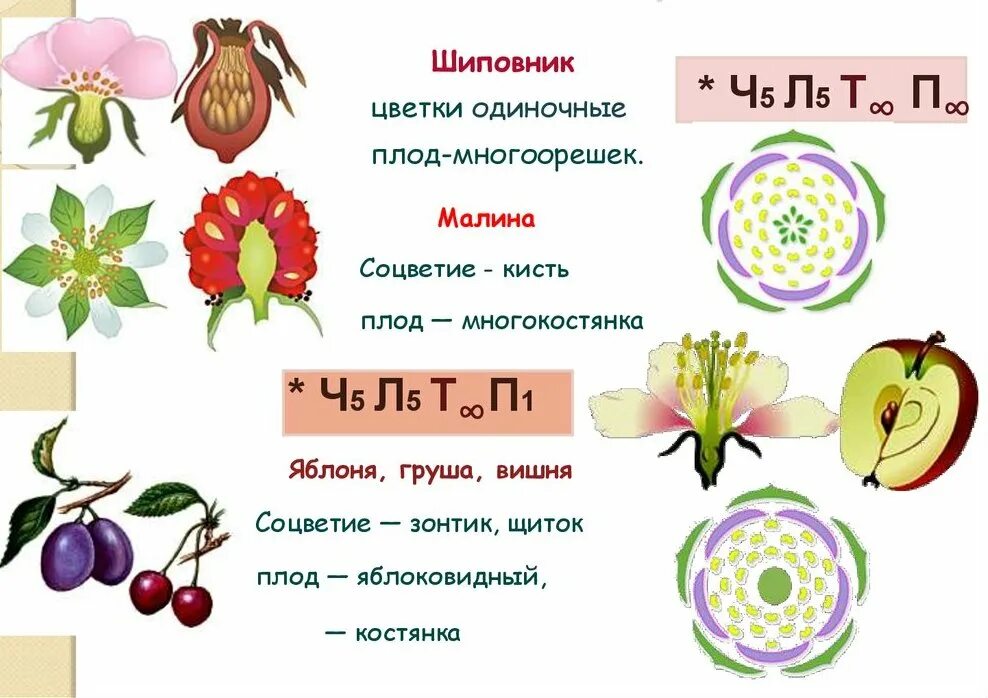 2 сем чко удачл вый. Семейство Розоцветные строение цветка и плода. Семейство розовоцветные 5 семейств. Семейство Розоцветные строение цветка формула. Признаки семейства Розоцветные.