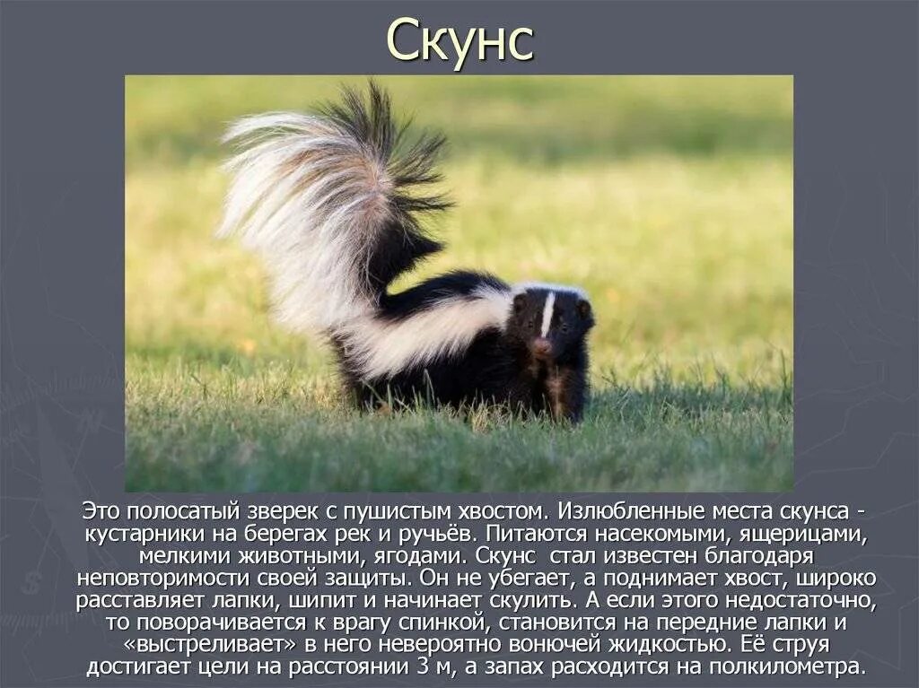 Книга скунс семенова. Североамериканский скунс. скунс описание. скунс прикольный. полосатый скунс.
