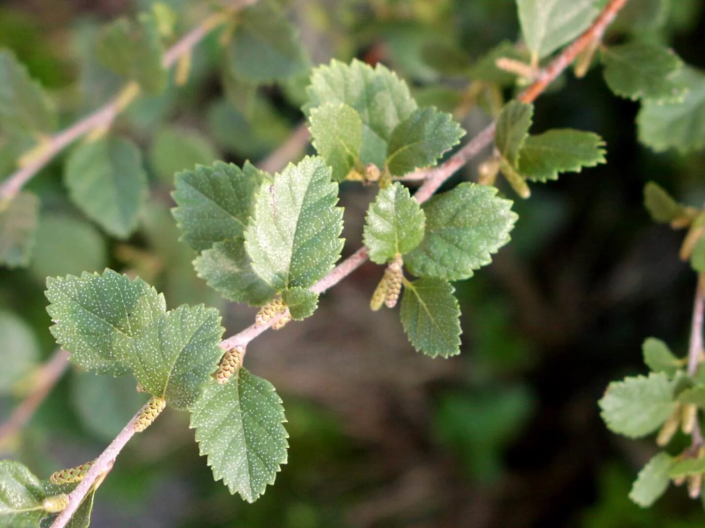 Береза приземистая Betula humilis. Береза кустарниковая Betula fruticosa. Береза низкая Betula humilis. Берёза кустарниковая Ерник. Береза приземистая