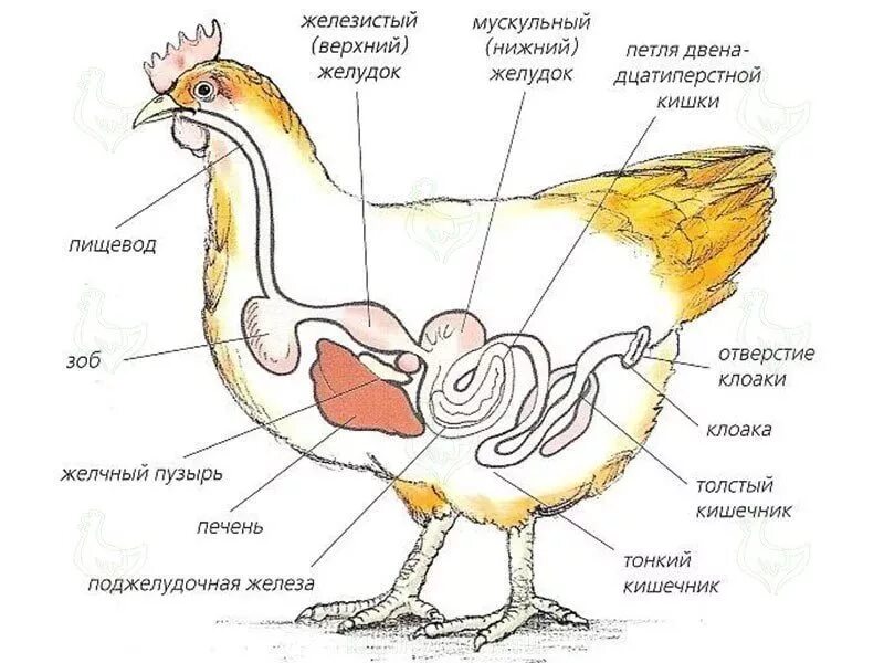 Зоб еда. Яйцевод курицы анатомия. схема строения яйцевода курицы. строение зоба у птиц. зоб птицы анатомия.