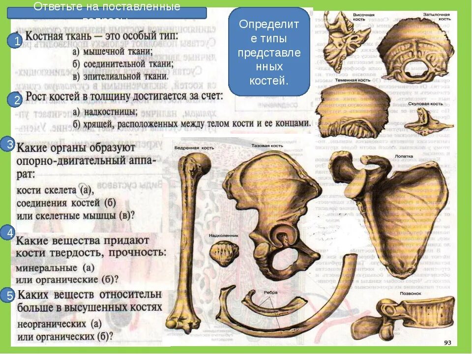 Какой тип костей. Кости скелета и типы костей. Строение и виды костей человека. Строение костей типы костей. Определите виды костей.