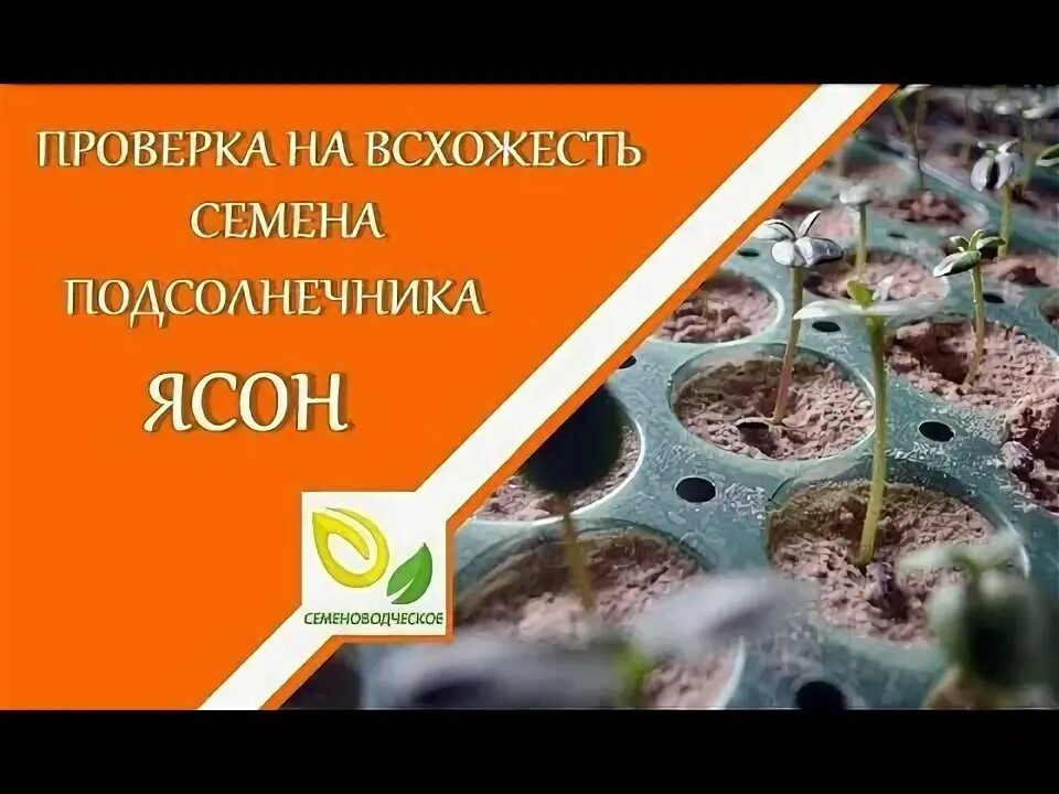 Как садить семена подсолнуха. Всхожесть семян. проверка семян. проверка семян на всхожесть. проверяем семена на всхожесть.