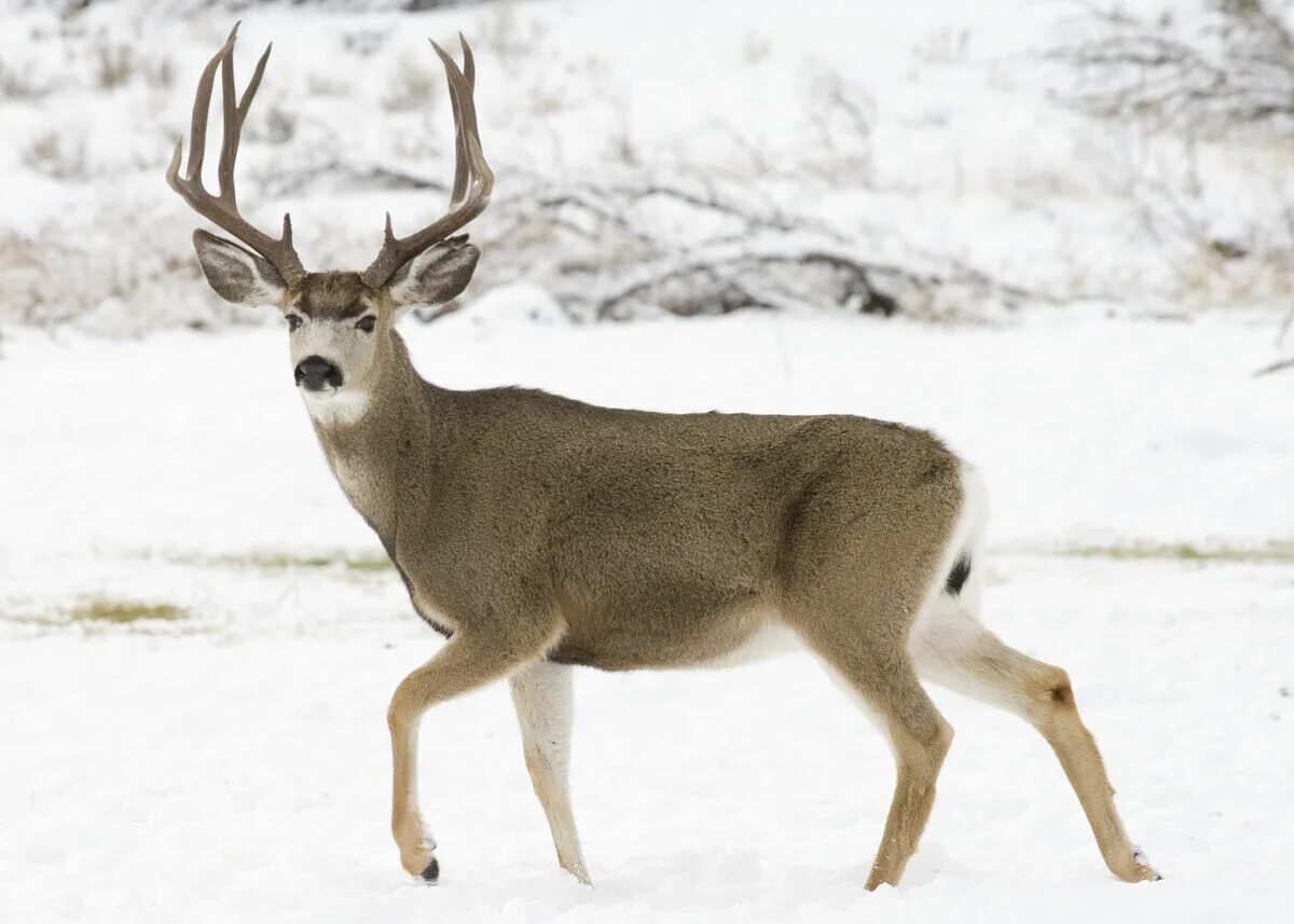 Виргинский олень (белохвостый олень). Олень из дерева. Deer mix. Рога молодого оленя. Марал животное фото.