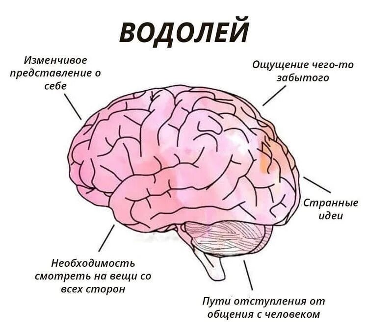 Из какого вещества состоят мозги