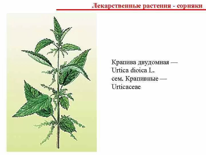 Крапива какое слово. Крапива двудомная (Urtica dioica). Крапива двудомная гербарий. Крапива жгучая и двудомная. Крапива двудомная строение с подписями.