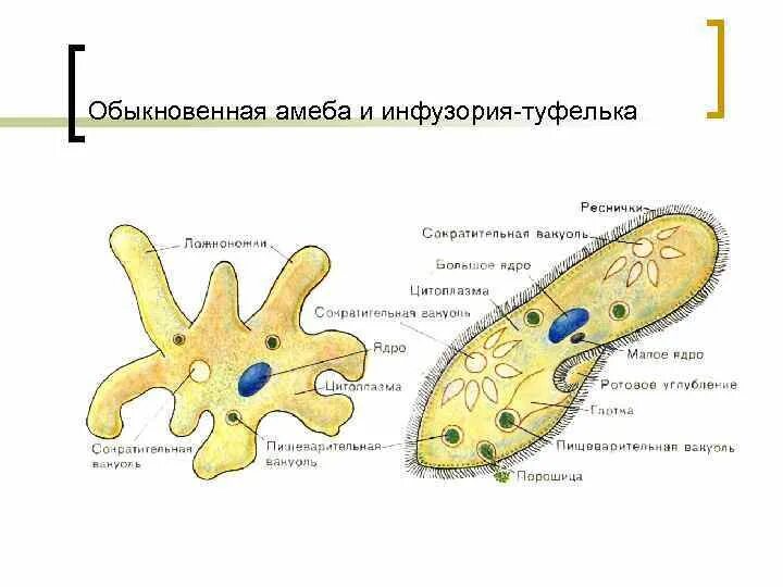 Амеба систематика. Строение амебы обыкновенной. Схема строения амебы обыкновенной. Строение амебы обыкновенной биология. Обыкновенная амеба структура схема.