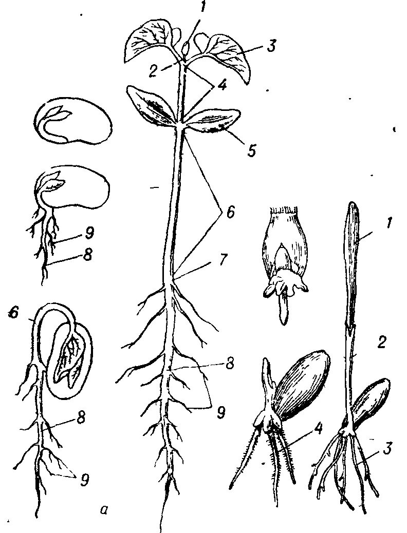 Колеоптиль. Проросток однодольного растения пшеницы. Проростки однодольных растений. Эпикотиль и гипокотиль. Строение корня проростка фасоли.