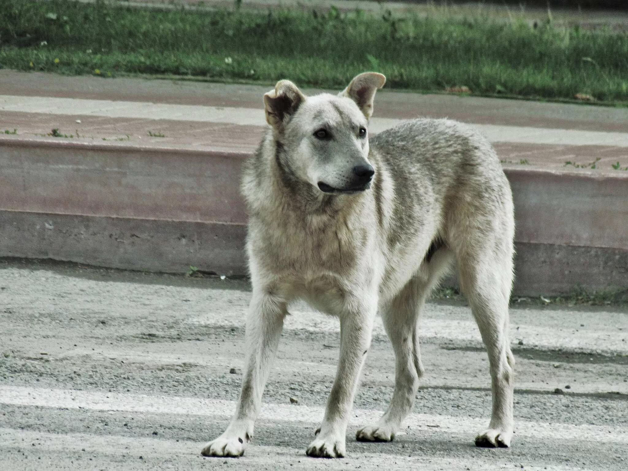 Большая бездомная собака