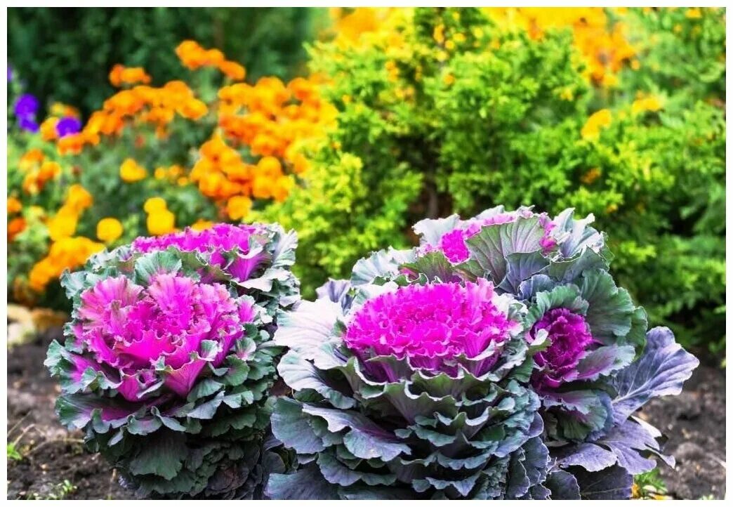Mums and ornamental Kale add a big punch of color in the fall here in New York a