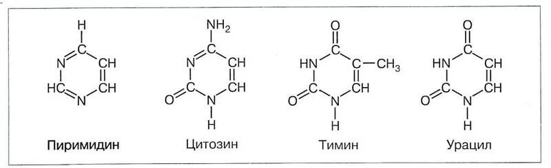 Днк содержит цитозин. Урацил тимин цитозин формулы. пиримидиновые основания урацил тимин цитозин. формула урацила и тимина. тимин и урацил отличия.