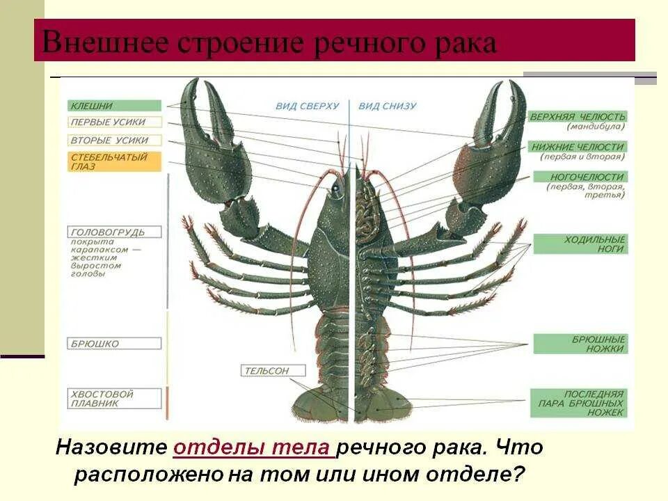 Внешнее строение ракообразных. Внешнее и внутреннее строение членистоногих. Внутреннее строение ракообразных. Внешнее и внутреннее строение ракообразных. Речной рак головогрудь