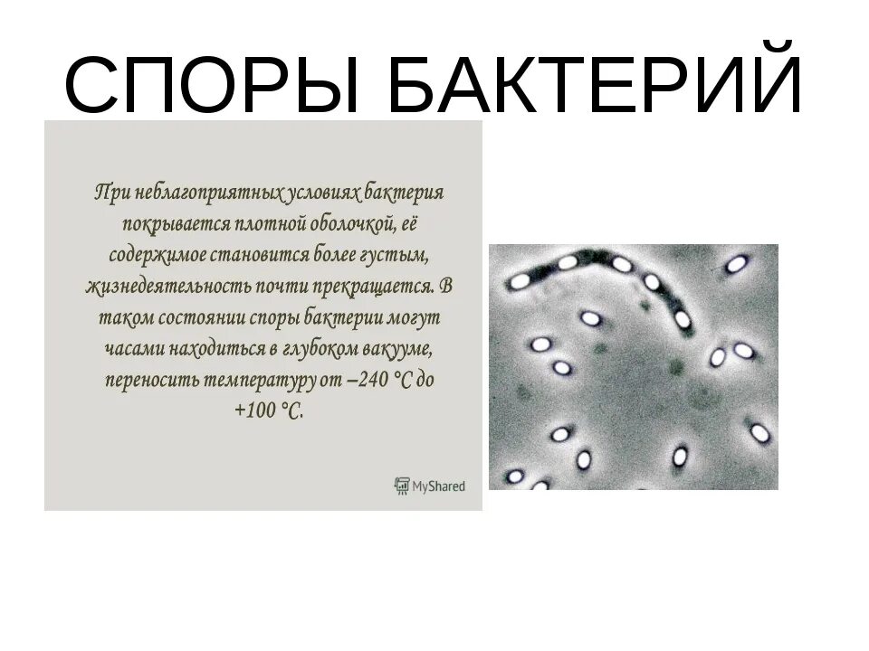 Для чего нужны споры бактериям. Споры необходимы бактериям для. Споры бактериальной клетки. Спора необходима бактериям. Споры погибают при температуре