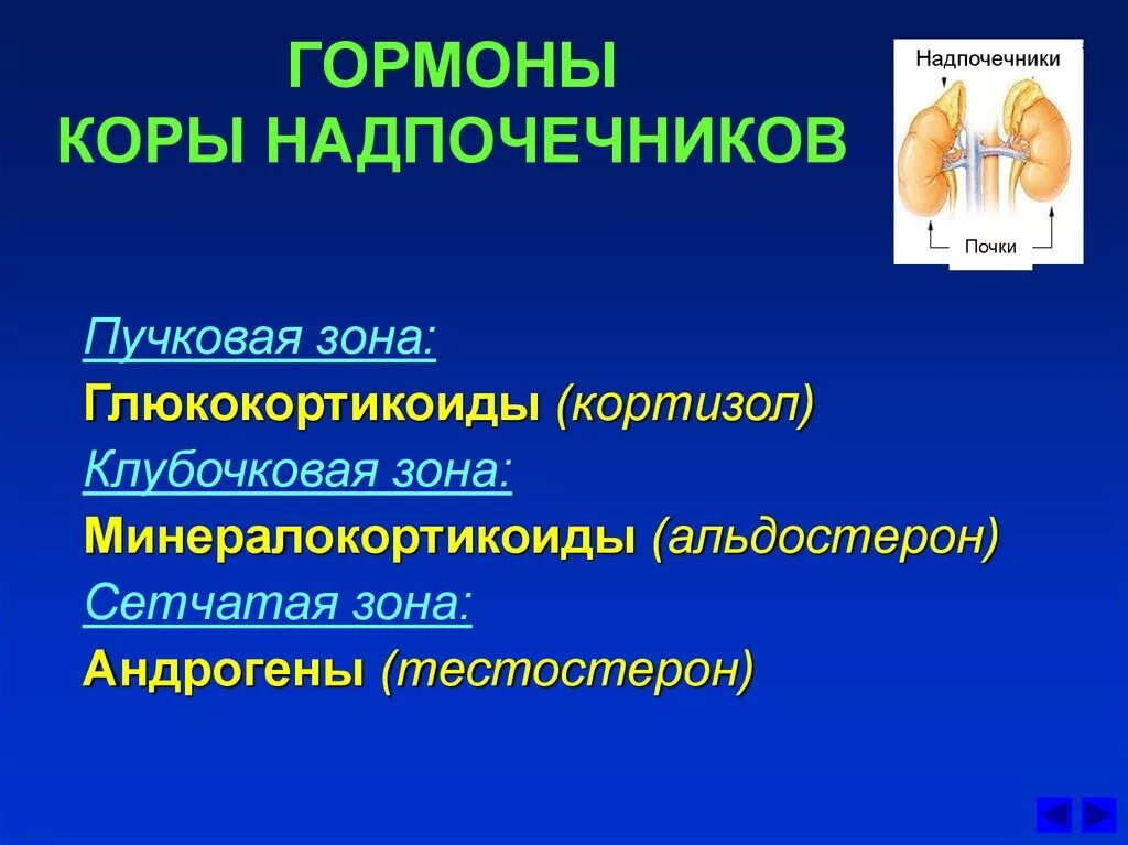 Гормоны сетчатой зоны. Гормоны клубочковой зоны коры надпочечников. Гормоны коркового слоя коры надпочечников. Гормонами коркового слоя надпочечников являются:. В коре надпочечников синтезируется гормон.