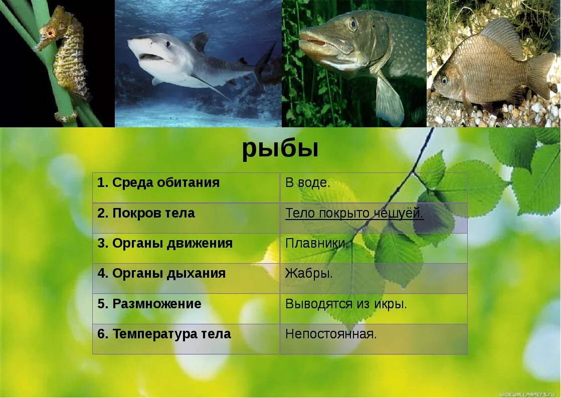 В верхнем слое воды обитает больше организмов. Позвоночные рыбы. Среда обитания рыб. Рыбы по среде обитания. Обитатели среды обитания.