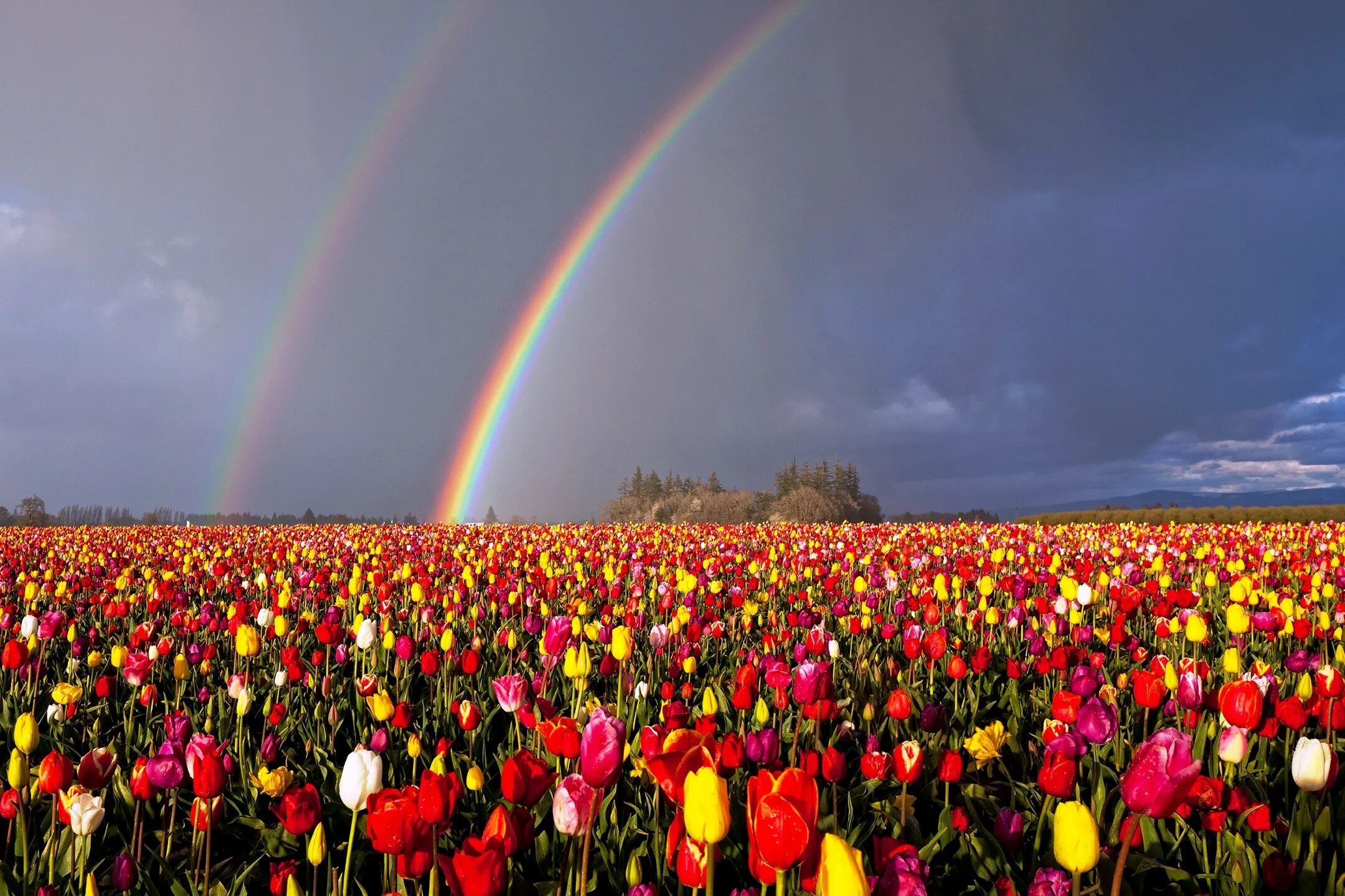 Тюльпан Рейнбоу. Цветочное поле. Разноцветные цветы. Цветы радуги. Много цветов в природе