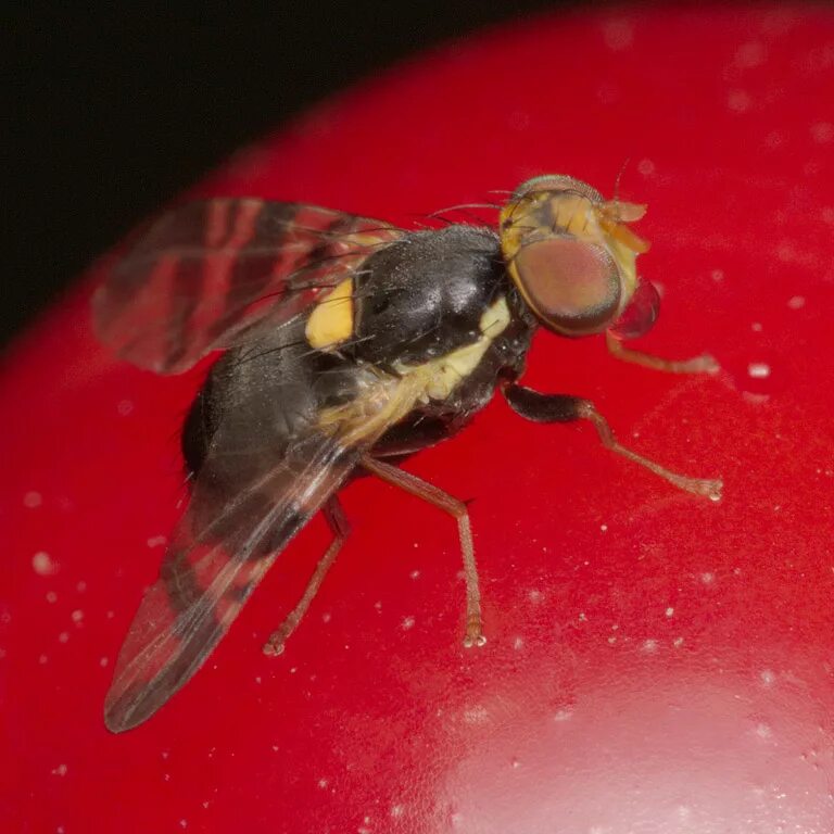 Вишневая Муха Rhagoletis Cerasi. Восточная Вишневая Муха Rhagoletis cingulata Loew.. Вишневая Муха Rhagoletis Cerasi яйца. Вредители черешни Вишневая Муха.