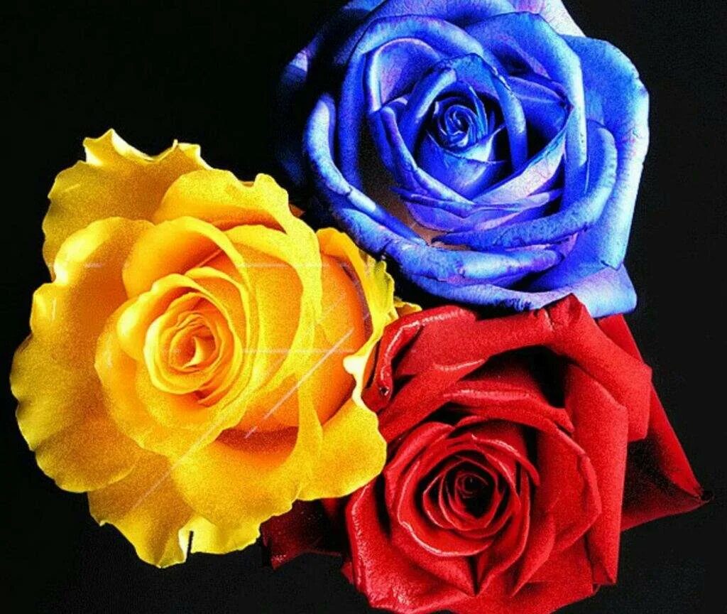 Розы 3 цветка. Красочные цветы. Цветные розы. Яркие розы.