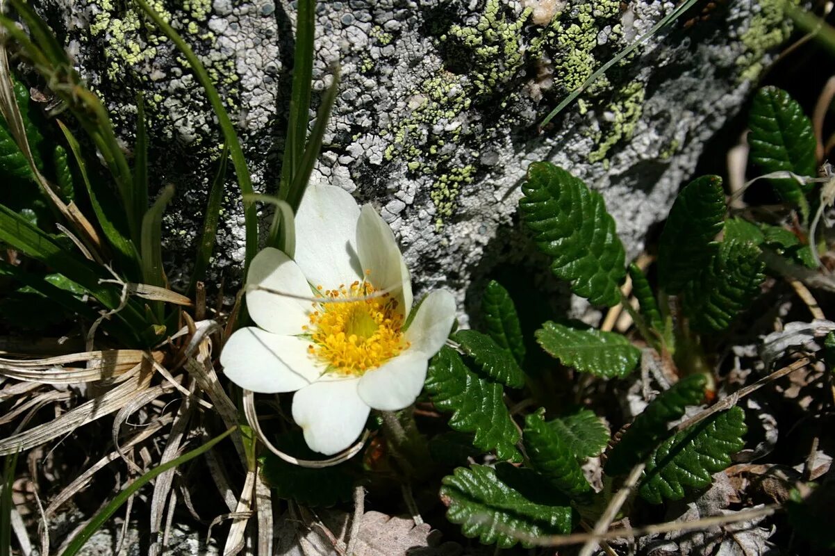 Дриада учительская. Дриада в тундре. Дриада учительская. Дриада учительская. Дриада учительская.