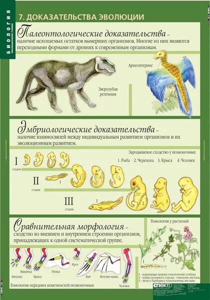Доказательства эволюции задания егэ. Таблица по биологии доказательства эволюции органического мира. Биология 11 класс таблица эволюции. Доказательства эволюции задания егэ. Доказательства эволюции егэ.