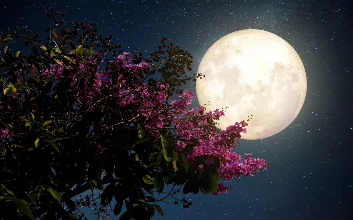 Сажать в полнолуние. Луна. Луна и цветы. Цветущая Луна. Цвет Луны.