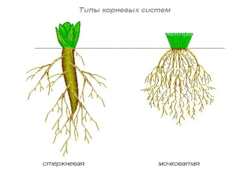 Род корневых 1. Внешнее строение корня типы корневых систем. Растения без корневой системы. Строение корневой системы без подписей. Корневые системы 6 класс рис.