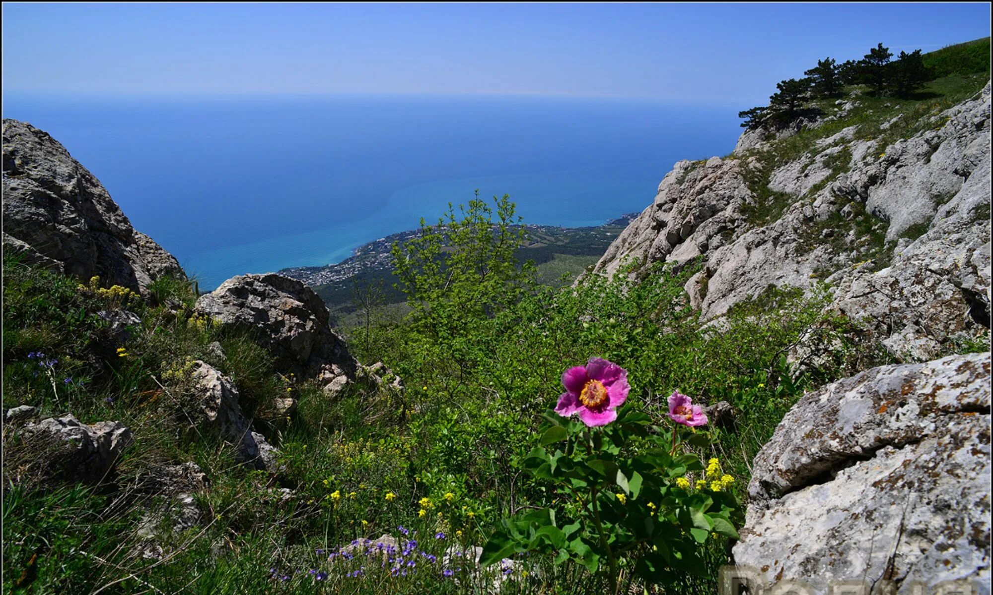 10 дней до весны про крым. Яйла Южный берег Крыма. Цветение Крымской яйлы. Крымский полуостров яйлы. Крымские яйлы растительность.