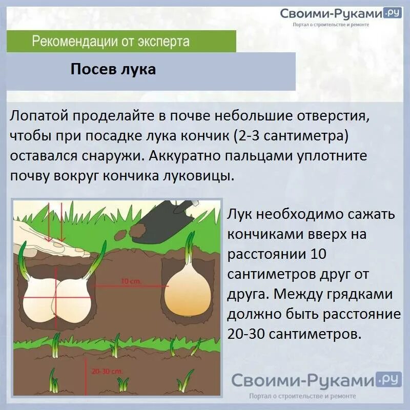 При какой температуре грунта можно высаживать лук. При какой температуре грунта можно высаживать лук