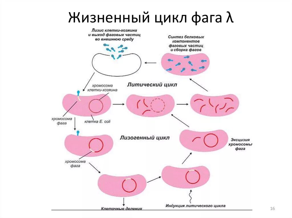 Цикл 18 1. Стадии жизненного цикла бактериофага. цикл развития бактериофага схема. жизненный цикл умеренного фага. жизненный цикл литического бактериофага.