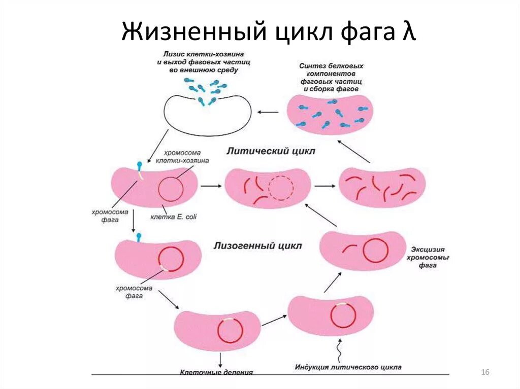 Цикл развития бактериофага схема. Стадии жизненного цикла бактериофага. Цикл развития умеренного бактериофага. Жизненный цикл умеренного фага. Этапы взаимодействия с клеткой