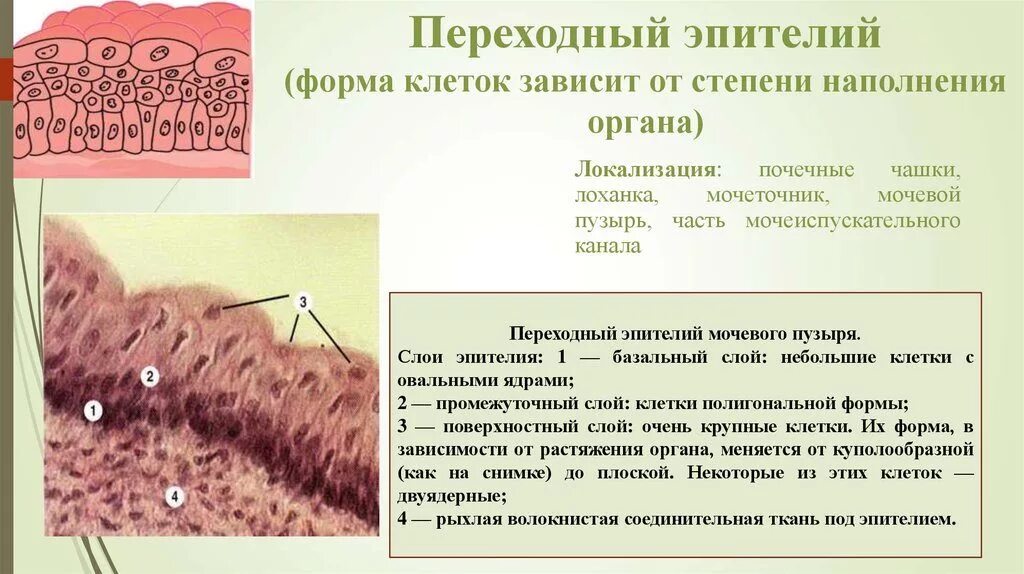 Развитие кости из мезенхимы. Однослойный однорядный призматический каемчатый эпителий. Эпителий развивается из. Строение переходного эпителия гистология. Эпителий желез.