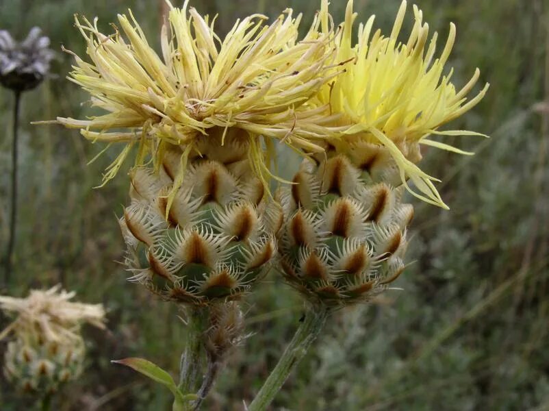 Василек Восточный Centaurea orientalis l.. Василек крупноголовчатый Grossheimia macrocephala. Желтый Василёк гроссгеймия. Василек желтый крупноголовый.