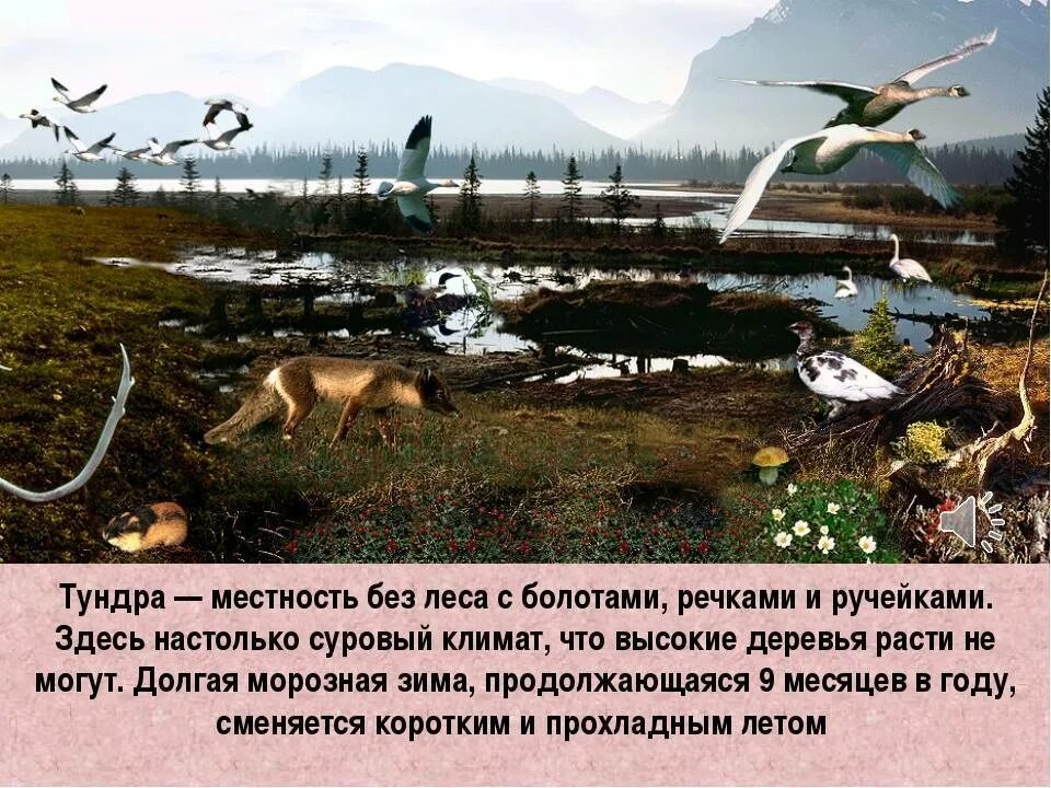 В тундре господствуют. Зона тундры 4 класс. Рассказ о тундре. Сообщение о тундре. Тундра презентация.