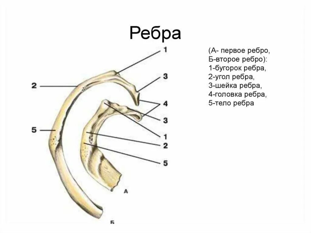 Что означает ребра. Ребра анатомия человека строение. анатомическое строение ребра. 1 ребро анатомия строение. строение первого ребра человека.