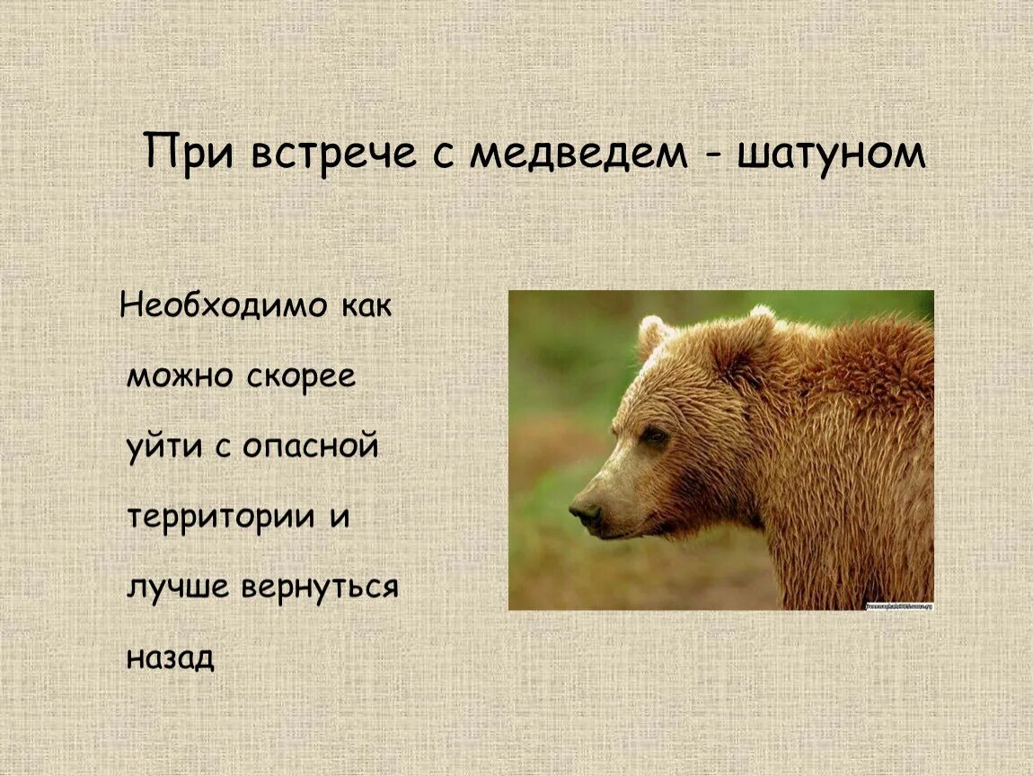 Проект окружающий мир 3 класс медведь Медведь-хозяин леса Презентация для 1 класса Окружающий мир скачать презентаци