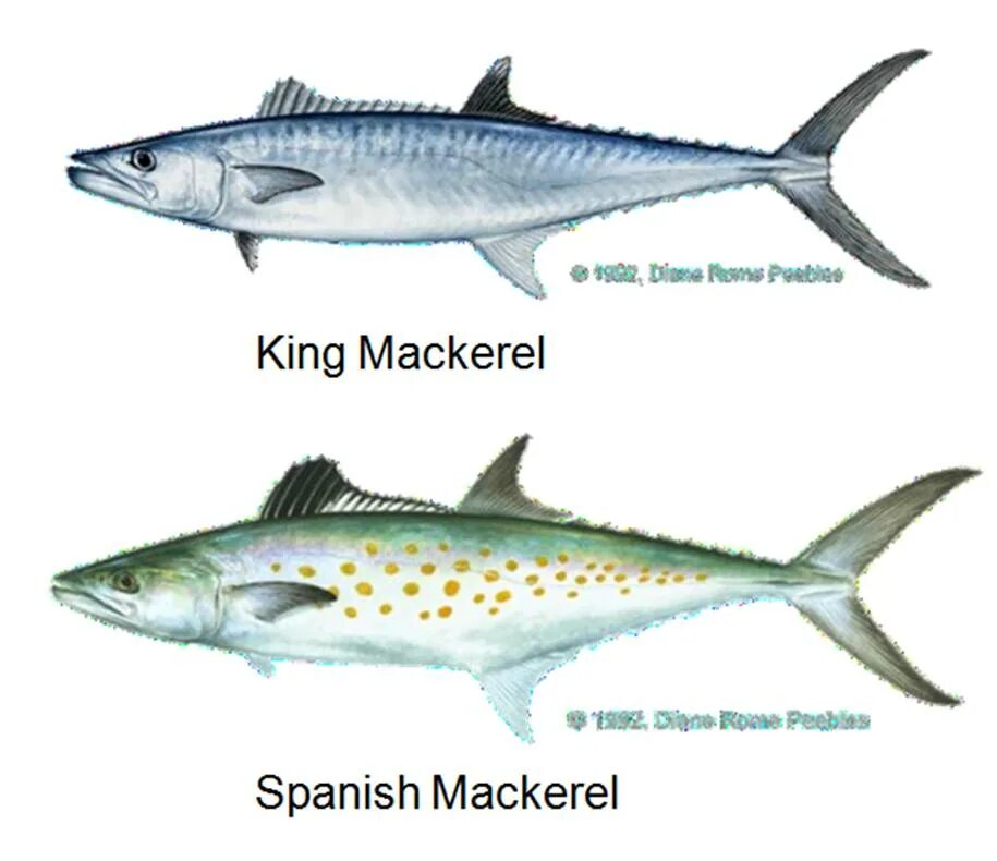 Mackerel перевод. Spanish mackerel рыба. кинг макрель. jack mackerel рыба. макрель рыба в разрезе.