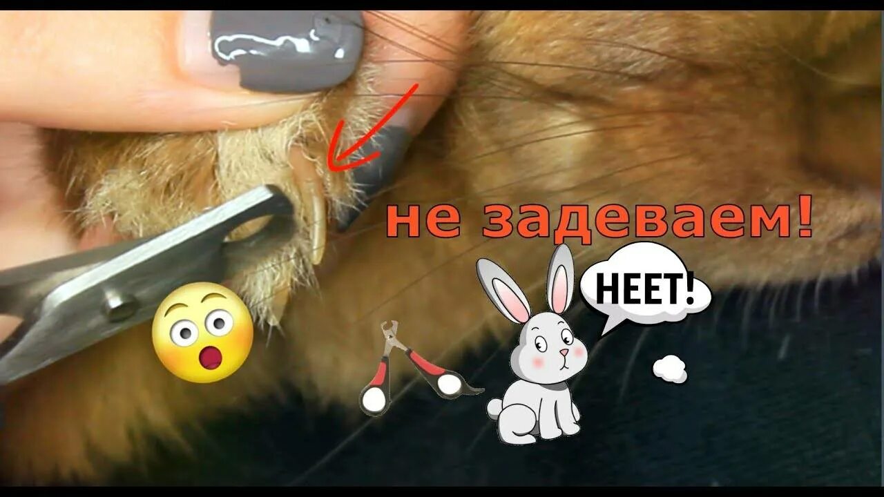 Как стричь когти кролику. Как стричь ногти продику.