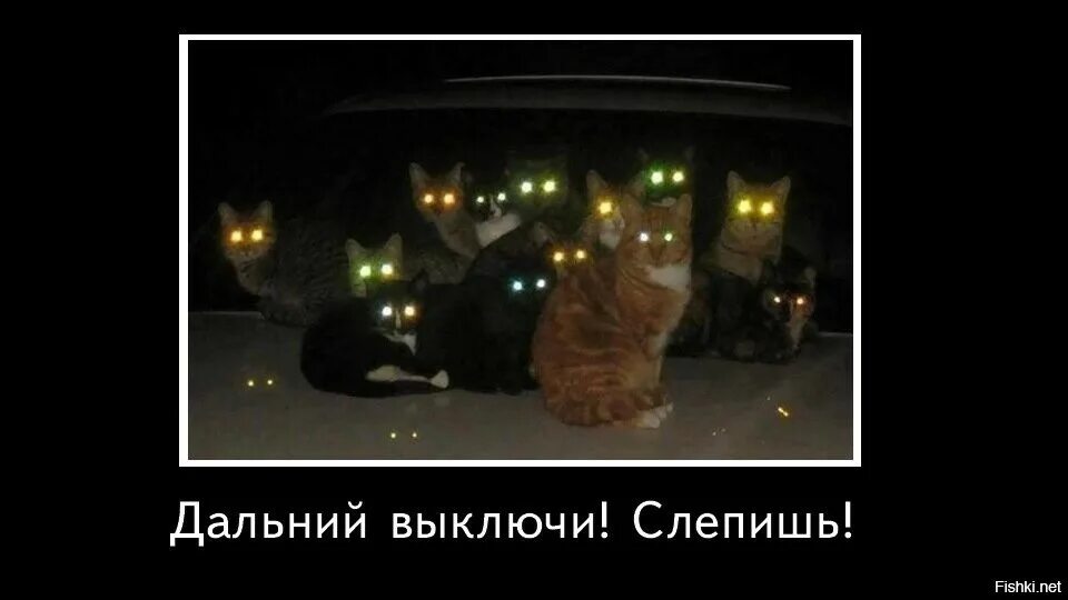 Кот с дальним светом. Дальний свет прикол. Выключи Дальний кот. Шутки про Дальний свет.