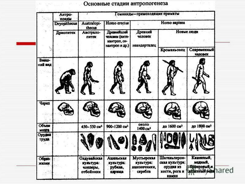 Эволюция гоминид таблица. Ступени развития человека Антропогенез. Этапы эволюции человека биология 8 класс схема. Схема происхождение человека основные этапы антропогенеза.