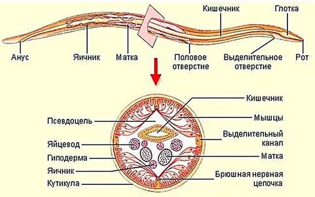 Строение внутренних паразитов. Тип круглые черви строение. Червь аскарида строение. Тип круглые черви стро. Строение круглых червей аскарида.