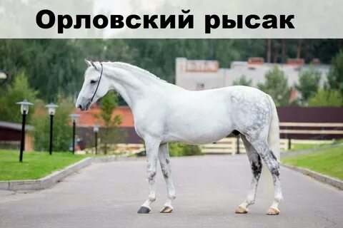 Oriq yigitlarning eshakda sikilgan suratlari