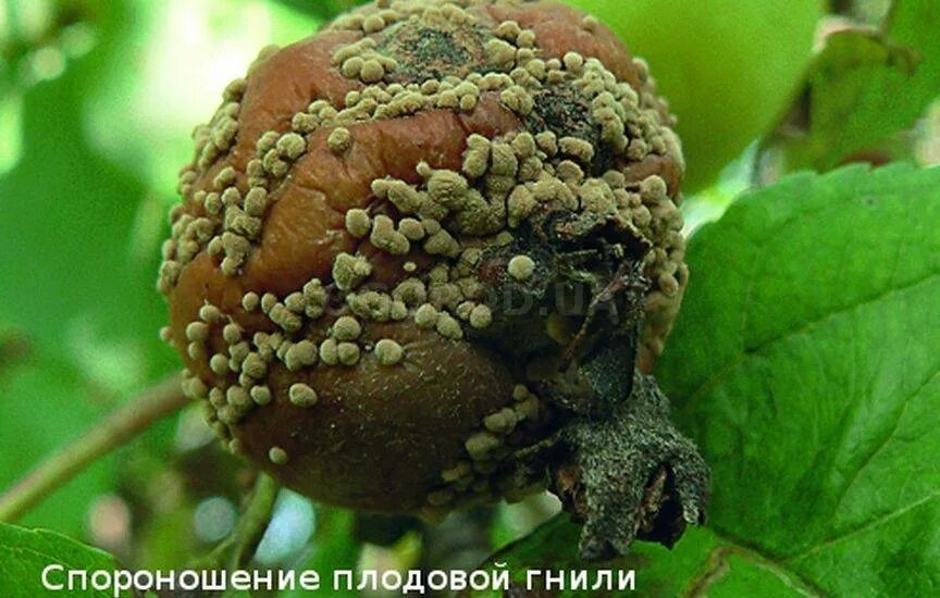 Парша монилиоз. Плодовая гниль монилиоз груши. Плодовая гниль чем обработать. Монилиоз вишни. Серая плодовая гниль монилиоз.