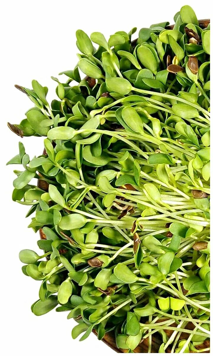 Микрозелень льна. Микрозелень лен. Микрозелень льна. Микрозелень люцерна. Микрозелень кориандр.