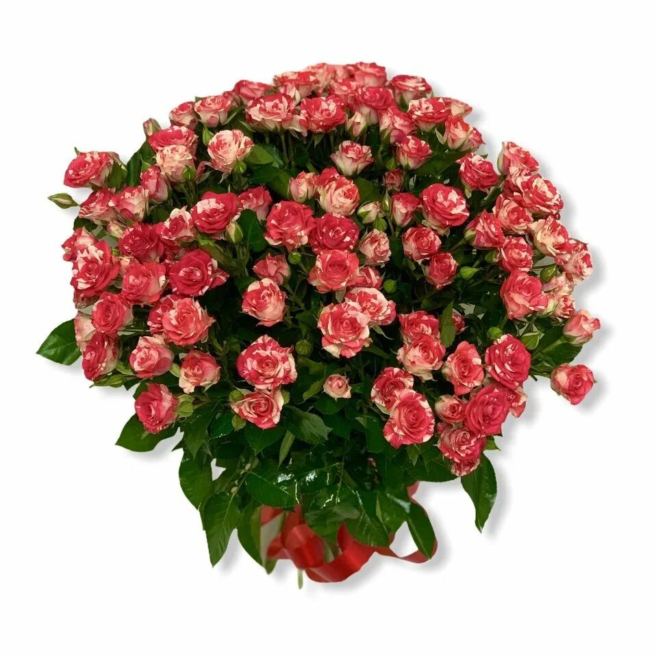 Кустовые розы уфа. Красивые большие букеты. Кустовые розы уфа. Кустовые розы уфа. Кустовые розы уфа.