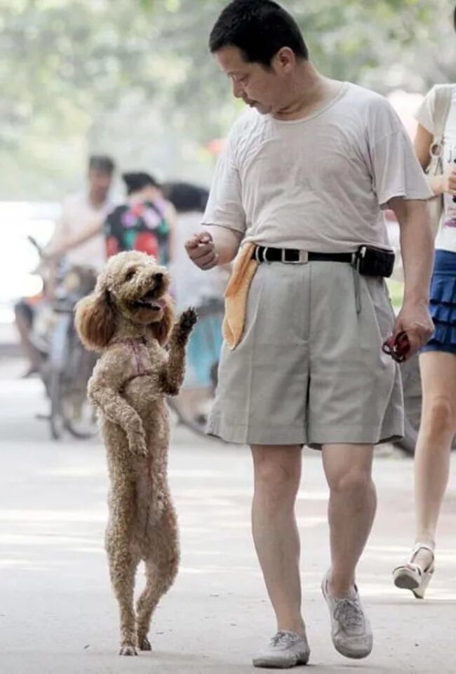 Собачка которая ходит на задних лапах. Ходить на задних. Собака ходит на задних лапах. Ходить на задних. Ходить на задних.