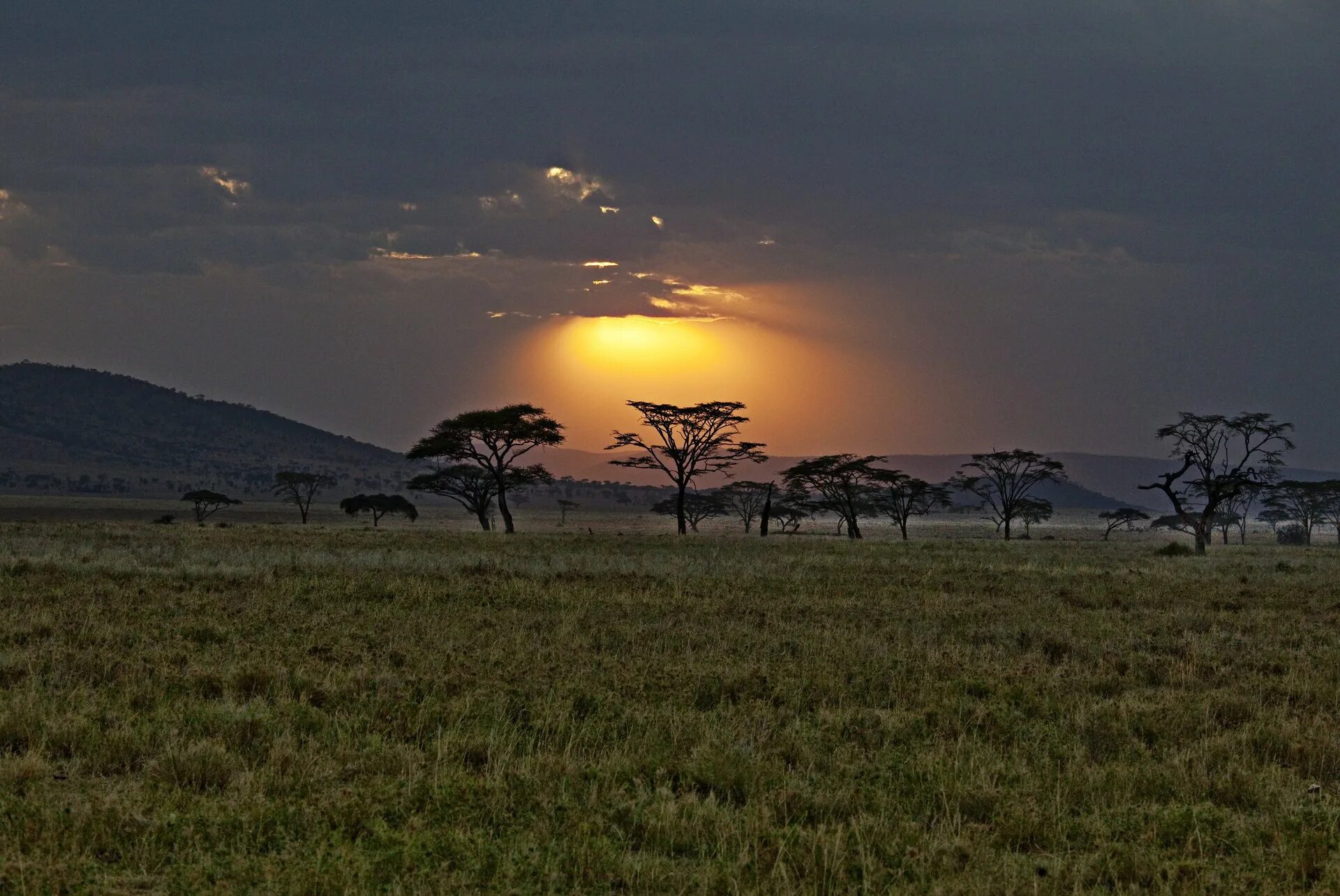 Саванны Африки. Кенийская Саванна близ Килиманджаро. Саванны Бразилии. Саванна Восточной Африки. Природная зона северной америки саванна